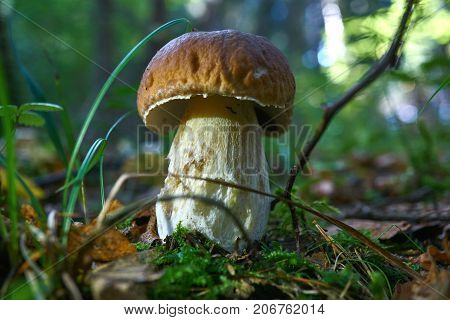 One Brown Mushroom, Lurid Bolete, In The Woods.