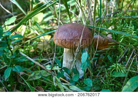 One Brown Mushroom, Lurid Bolete, In The Woods.