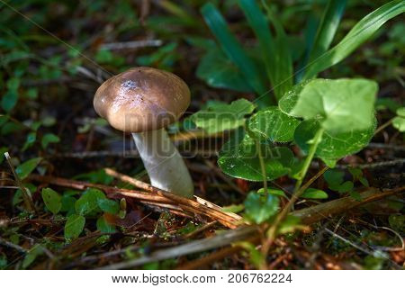 One Brown Mushroom, Lurid Bolete, In The Woods.