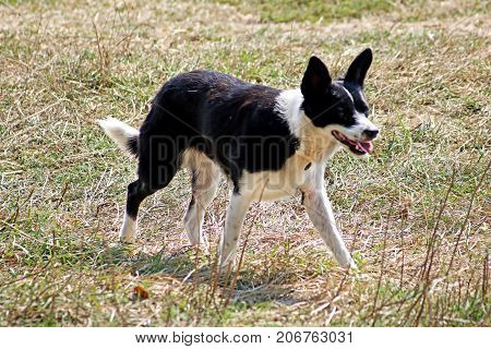 Dog is standing on the grass in the summet