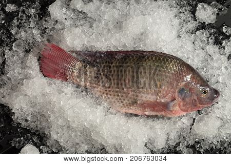 Fresh Nile Tilapia Mango Fish Nilotica Fish On Ice And Black Background