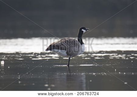 Canada Goose Standing on One Leg in water.