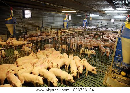 Cute Newborn Piglets Living On An Industrial Animal Farm