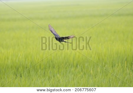 bird flying black drongo with spread wings in air over green rice field in the air free hunting catching insects in rural area village