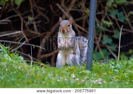 Grey squirrel stealing bird food in garden