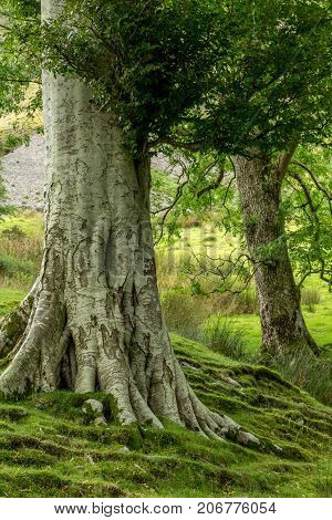 Trees growing alongside Buttermere one of the lakes in the Lake District Cumbria United Kingdom.