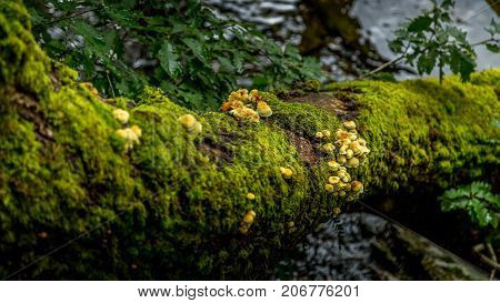 Wild fungi growing alongside Buttermere one of the lakes in the Lake District Cumbria United Kingdom.
