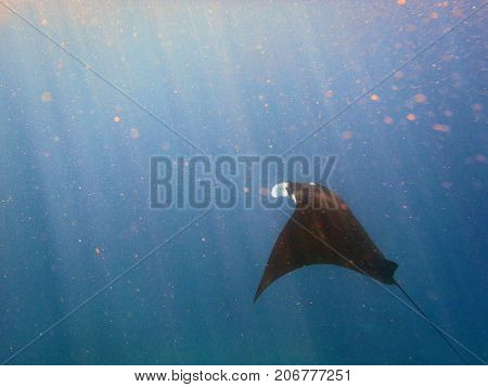 Manta Ray At Manta Point Divesite