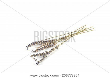 Branch Lavender Isolated On White