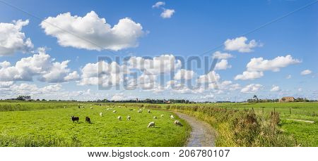 Panorama of sheep in a dutch landscape near Garnwerd Netherlands