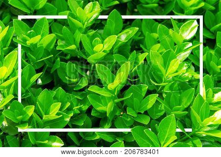 Green leaves with white frame in springBackground