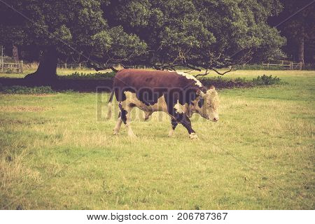 Simmental Bull in field close to Lacock village Wiltshire England UK