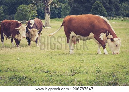 A cow nd a bulb watching another cow grazing close to Lacock village Wiltshire England UK