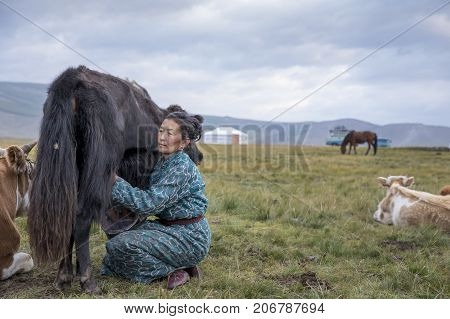 Huvsgul, Mongolia, September 6Th, 2017: Mongolian Woman Milking A Cow