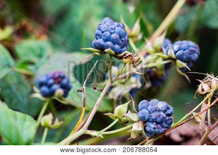 Blackberry berries in the forest. Rubus caesius. Selective focus
