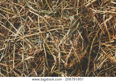 Dry straw and hay on wooden table closeup. Rural background and dry grass texture