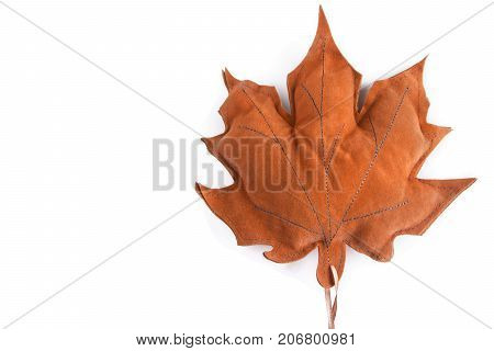 Leaf isolated on white background with copy space for your design