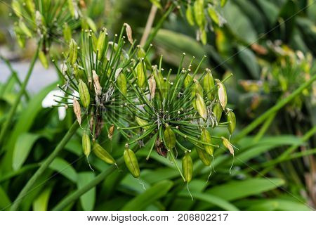 leaves of agapanthus praecox love flower from south africa plant macro leaf close up