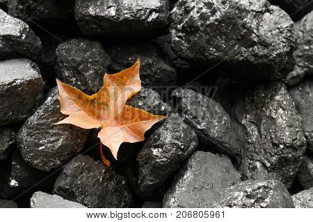 Maple Leaf Among Pieces Of Coal