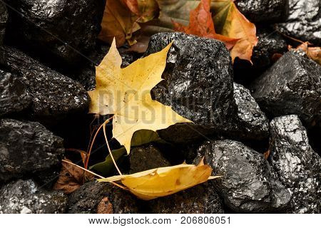 Maple Leaf Among Pieces Of Coal