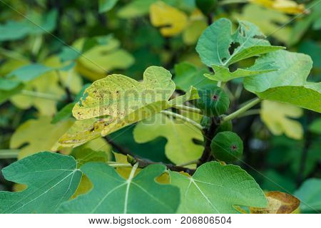 fig tree in autumn with ripe fruits hanging ficus carica moraceae ficeae close up