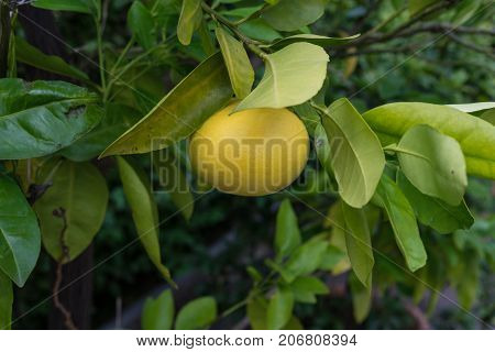 single grapefruit hanging from citrus paradisi grapefruit