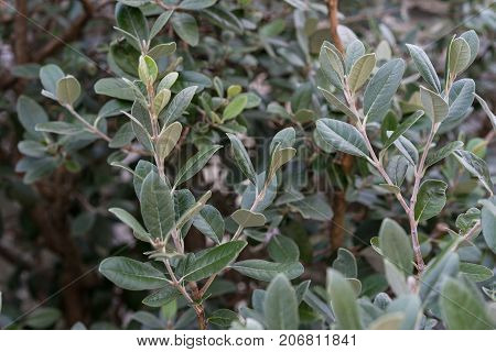 dark green leaf leaves from feijoa sellowiana myrtaceae syn acca selloviana plant from brazil