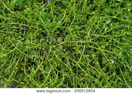 leaves close up of bacopa monieri brahmi plant in garden herbal spa indian