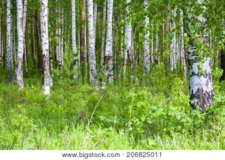 Mixed Birch And Coniferous Forest In Summer