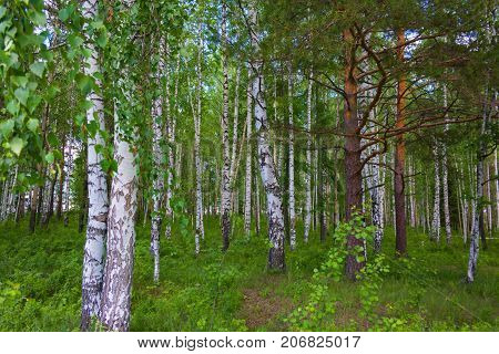 Mixed Birch And Coniferous Forest In Summer