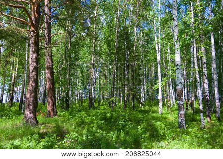 Mixed Birch And Coniferous Forest In Summer