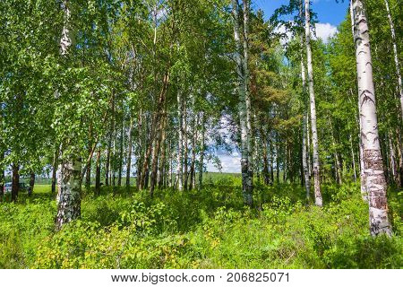 Mixed Birch And Coniferous Forest In Summer