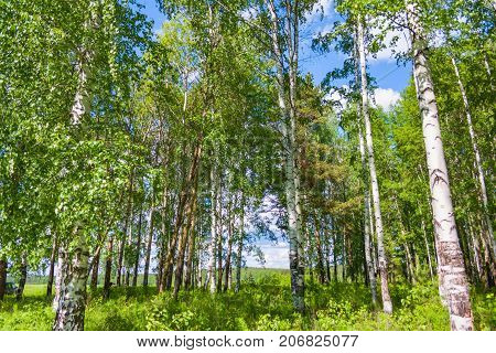 Mixed Birch And Coniferous Forest In Summer