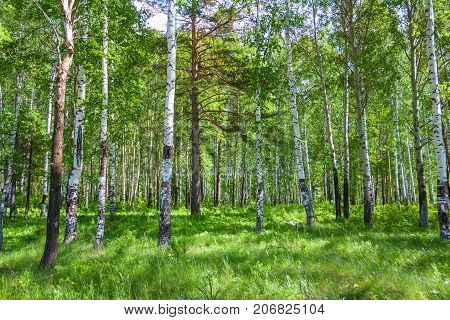 Mixed Birch And Coniferous Forest In Summer