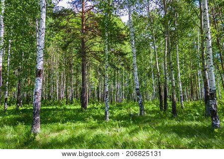 Mixed Birch And Coniferous Forest In Summer