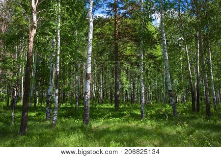 Mixed Birch And Coniferous Forest In Summer