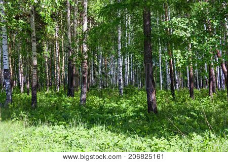 Mixed Birch And Coniferous Forest In Summer