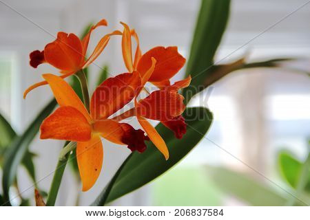 orquidea, orchid, flower, beautiful, floral, exotic, aroma, orchids, violet, painting, bright, pink, purple, tropical, relaxation, tranquil, calm, alternative, zen, meditation, aromatic, lily, magenta, orchidea, vibrant, watercolor, buddha, phalaenopsis, 