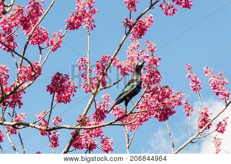 tui bird feeding on nectar from cherry blossom