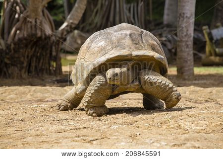 Giant turtles dipsochelys gigantea in island Mauritius Close up