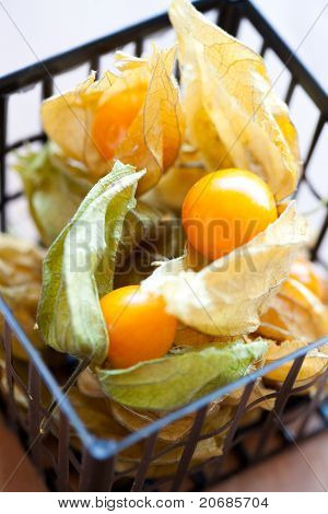 Physalis