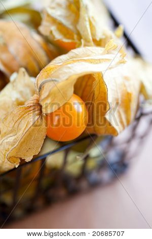 Physalis