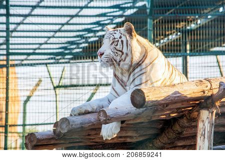 The white tiger sits on logs in the cage of the zoo. A wild animal in captivity.