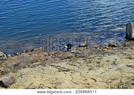 Australian Magpie By The Baroon Lake