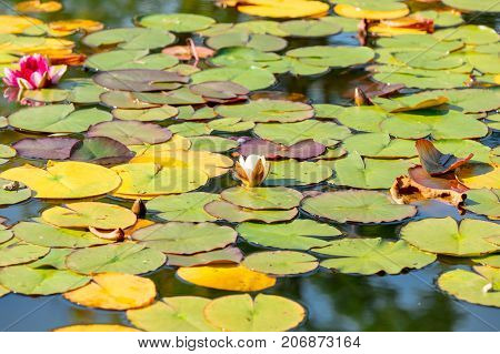Lilies In A Water At Autumn Season
