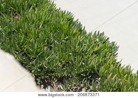 iceplant Delosperma on stone underground without blossoms