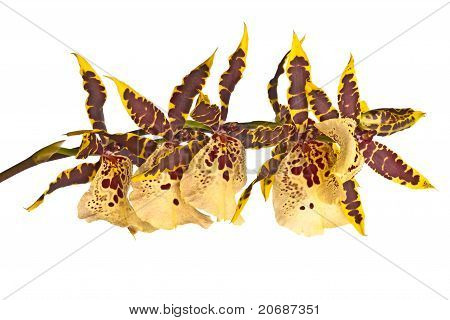 Orquídea Odontoglossum isolada