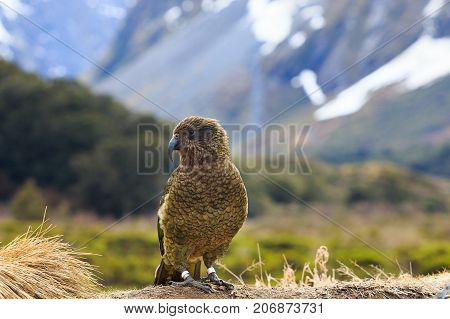 kea bird in alpine forest south land new zealand