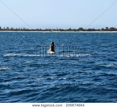 Humpback Whale (megaptera Novaeangliae)