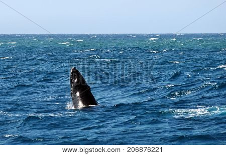 Humpback Whale (megaptera Novaeangliae)